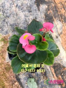 四季海棠