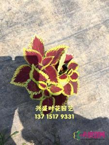 彩叶草