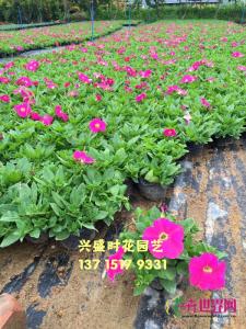 矮牵牛
